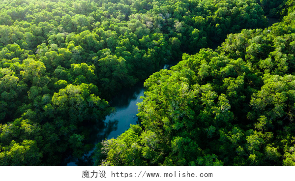 河流森林中的绿树和河道的鸟瞰图亚洲河流森林中的绿树和植物的鸟瞰图